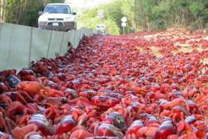 Milhões de caranguejos canibais fazem caminhada anual para o mar | Reprodução
