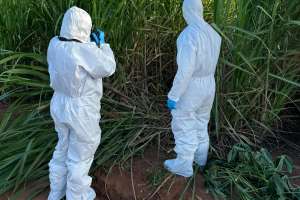 Corpo encontrado em canavial de São Sebastião passará por exame de DNA | Aarão José – Ascom